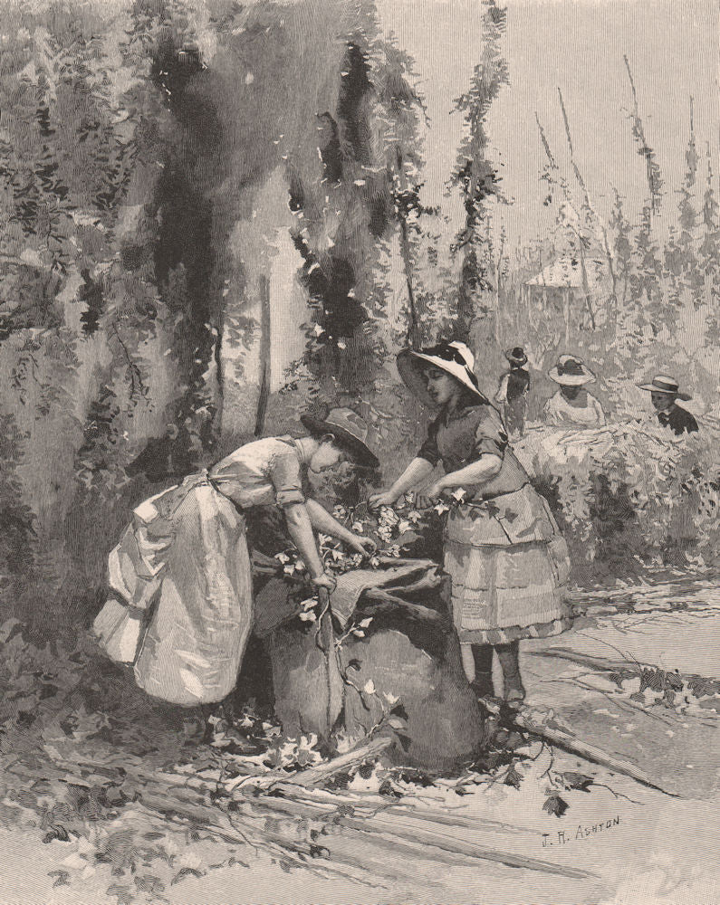 Hop-Picking near NELSON. New Zealand 1888 old antique vintage print picture